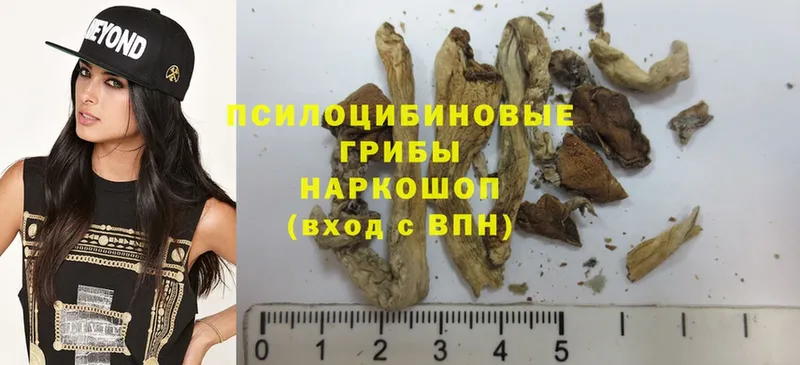 Галлюциногенные грибы Psilocybe  ссылка на мегу вход  Корсаков 